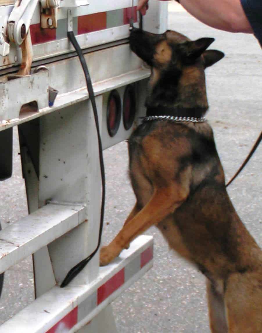 Learn How to a Dog Trainer School for Dog Trainers USA