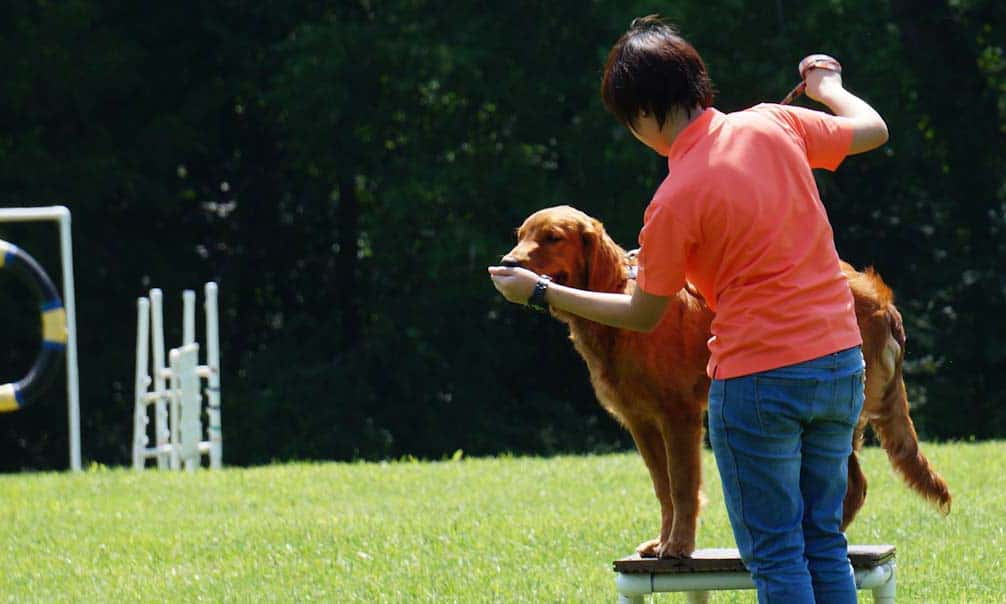 Great Primary Advantages Of Dog Training