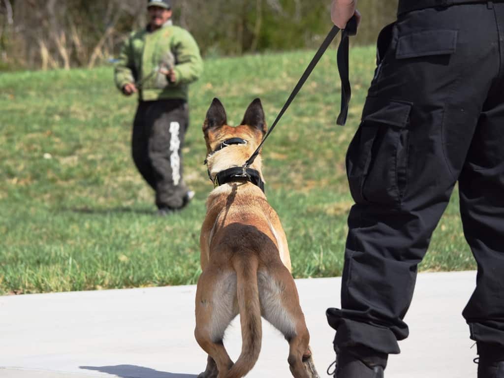 K9 Specialist Program School for Dog Trainers Learn How to a