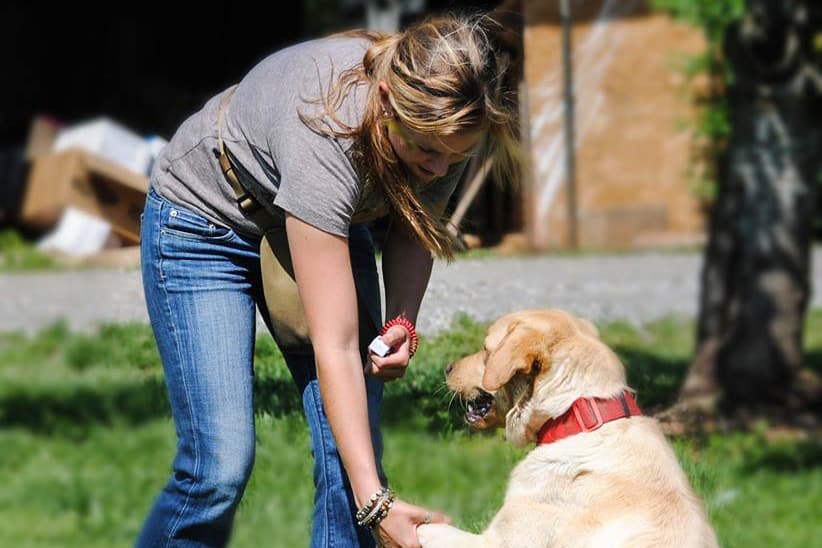 What Is The Average Dog Trainer Salary? Find Out In Our National Dog  Trainer Survey... | School for Dog Trainers