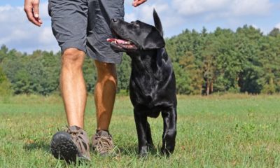 GI Bill Approved Dog Trainer Program | School for Dog Trainers
