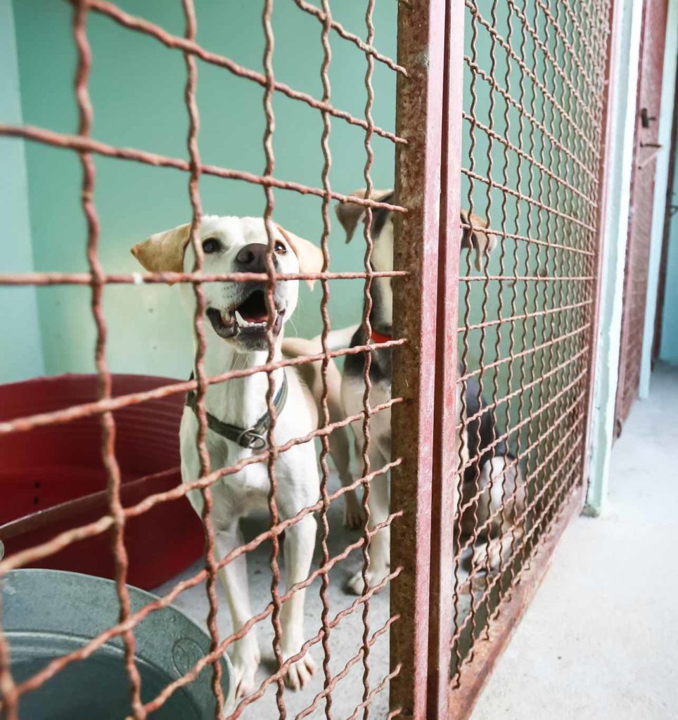 Life-Saving Enrichment Helps These Untouchable Shelter Dogs—and it's Good  for Your Dog, Too