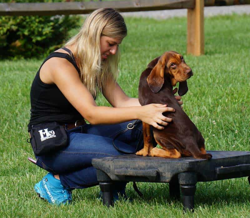 Dog Training Careers School for Dog Trainers