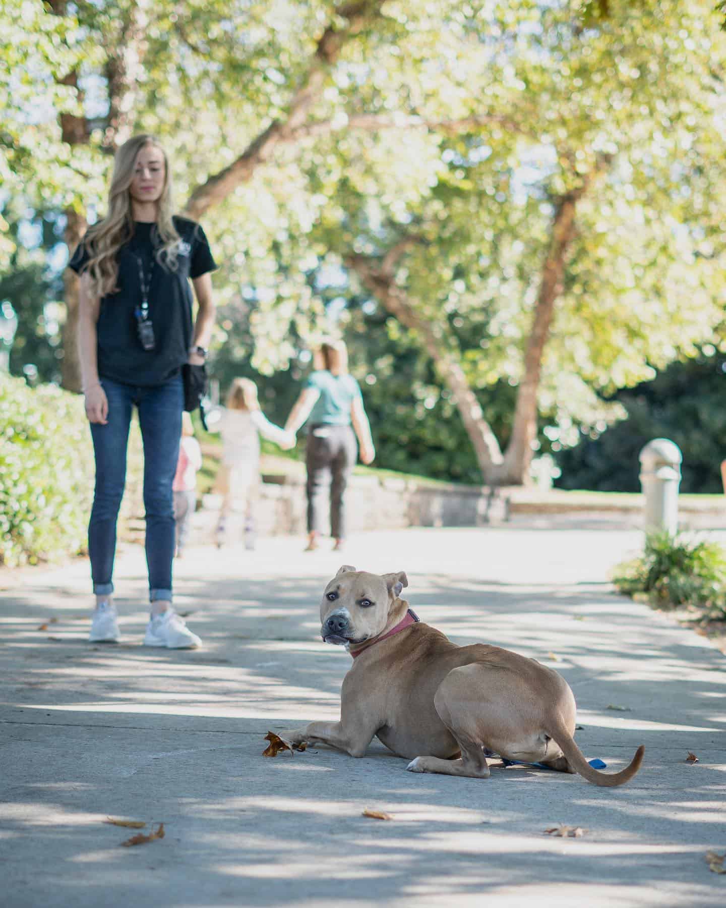 Marketing For Dog Trainers How To Build, Sustain And Grow Your