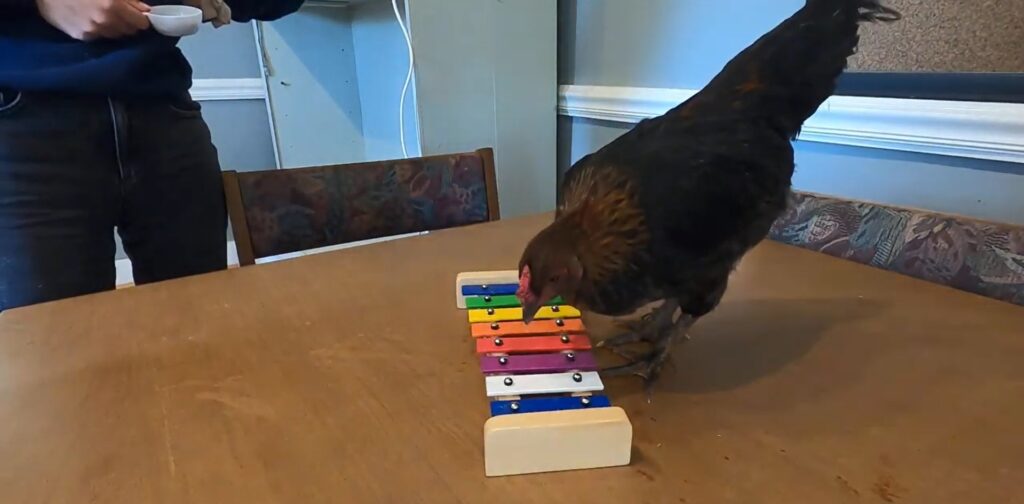 chicken playing xylophone student excellence