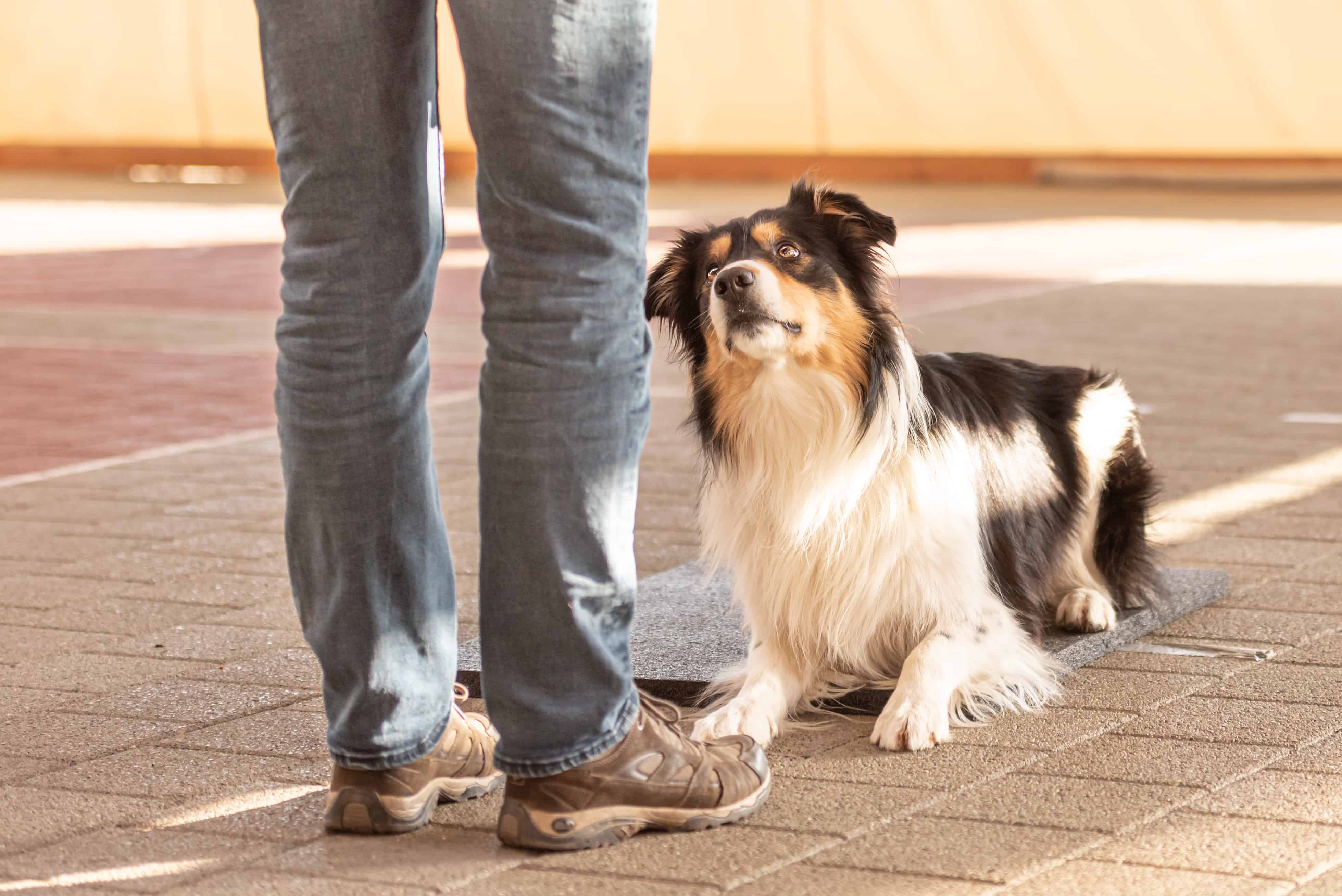 obedient border colie looking at trainer