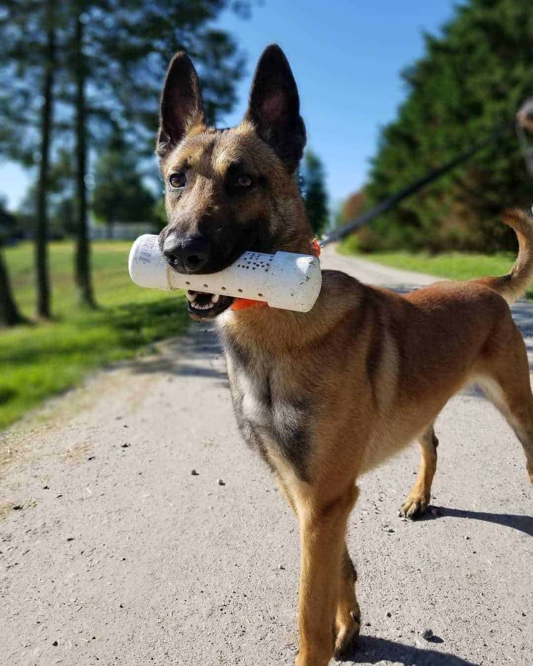 How To A Police K9 Trainer School for Dog Trainers