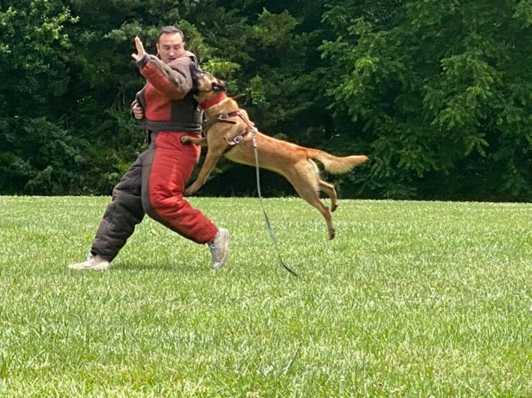 School for Dog Trainers a Professional Dog Trainer