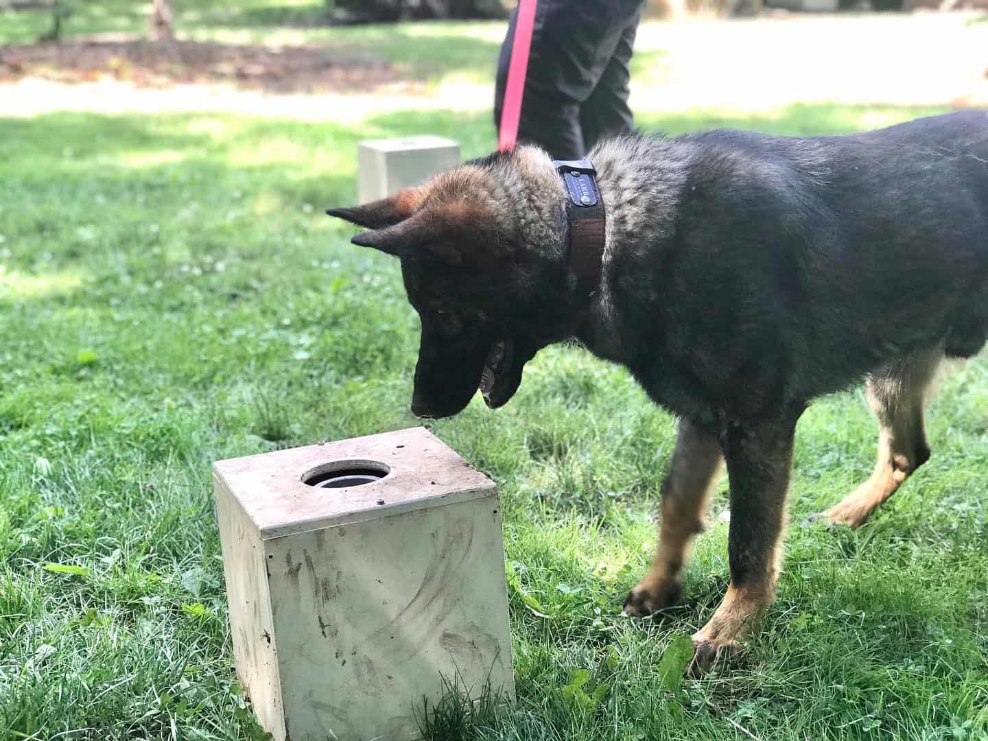 School for Dog Trainers a Professional Dog Trainer