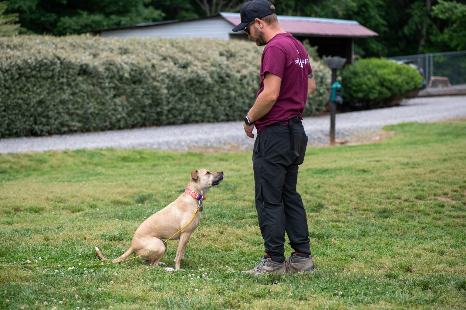 School for Dog Trainers a Professional Dog Trainer