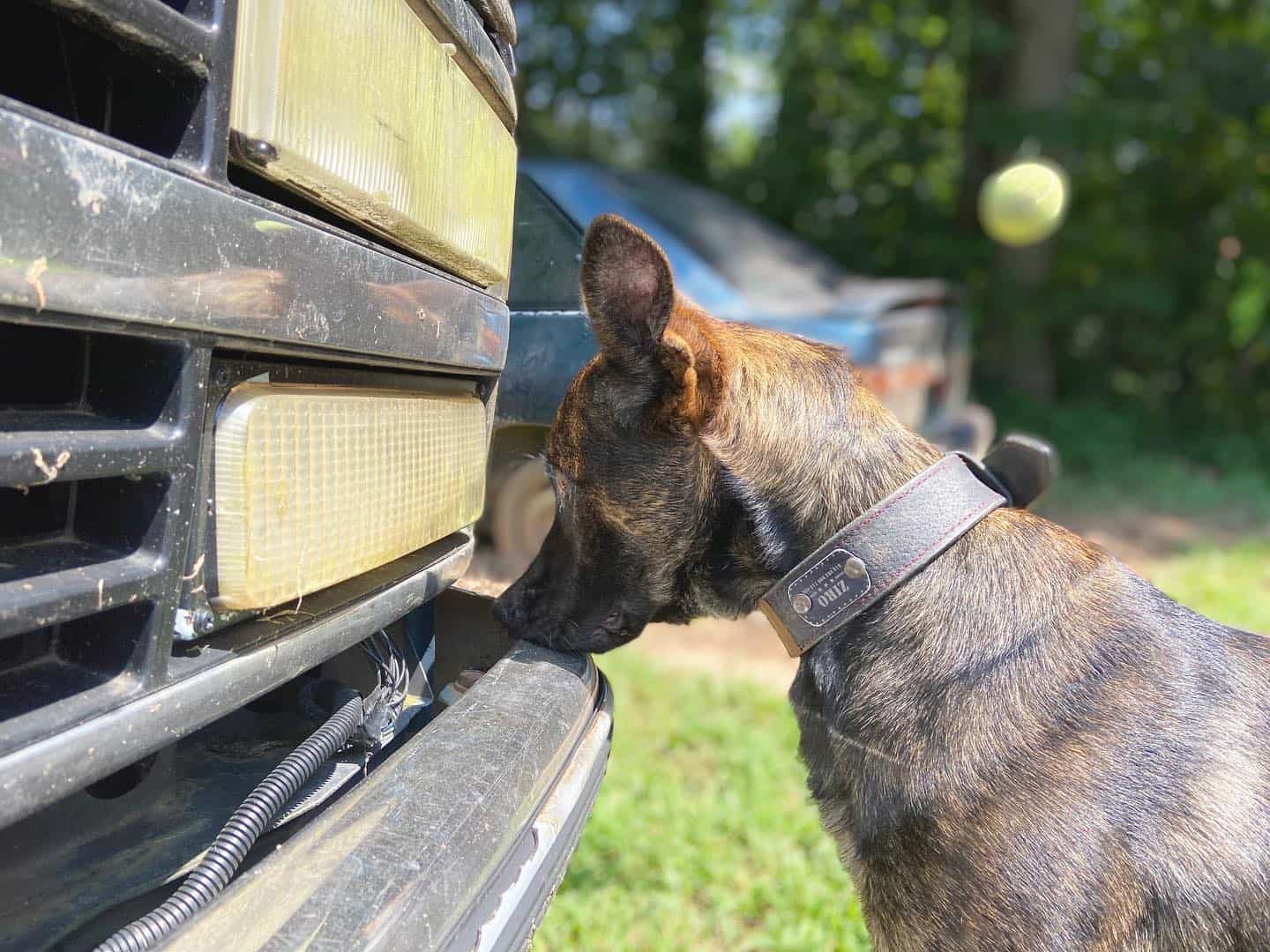 Which Program At The School For Dog Trainers Is Right For You? School