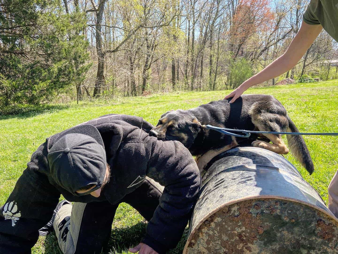 Which Program At The School For Dog Trainers Is Right For You? School for Dog Trainers