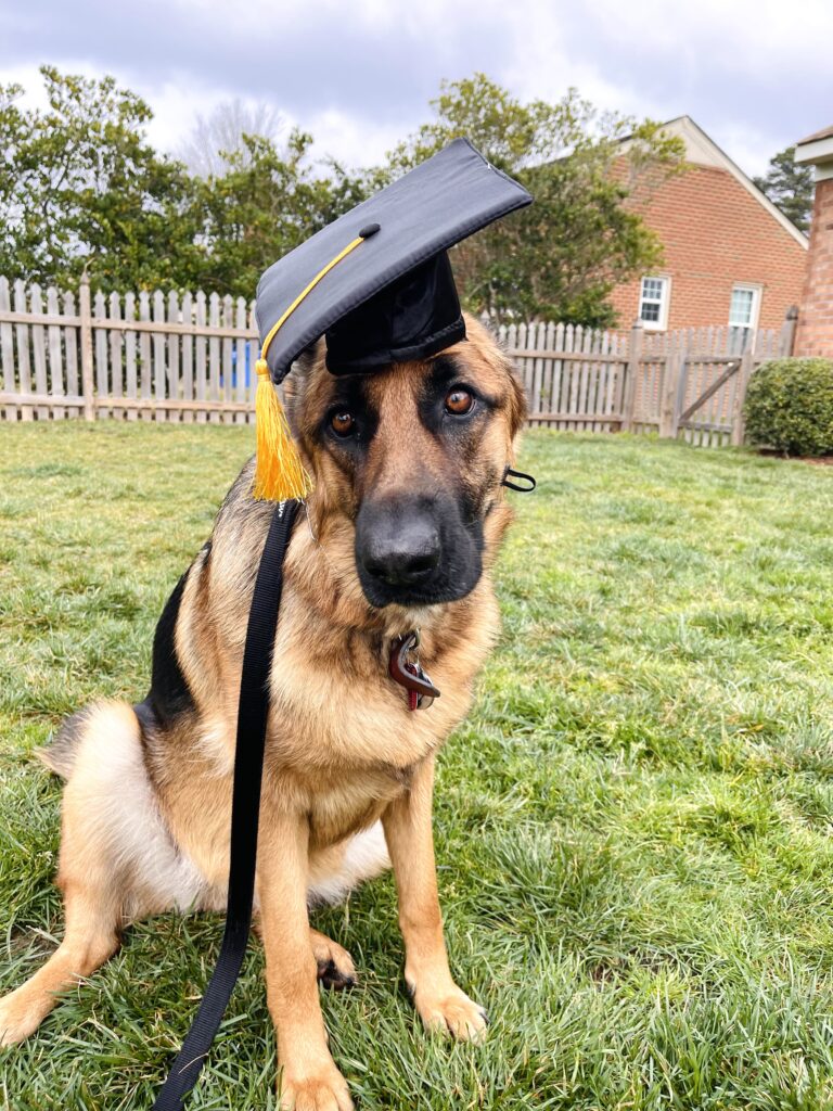 dog with graduation cap