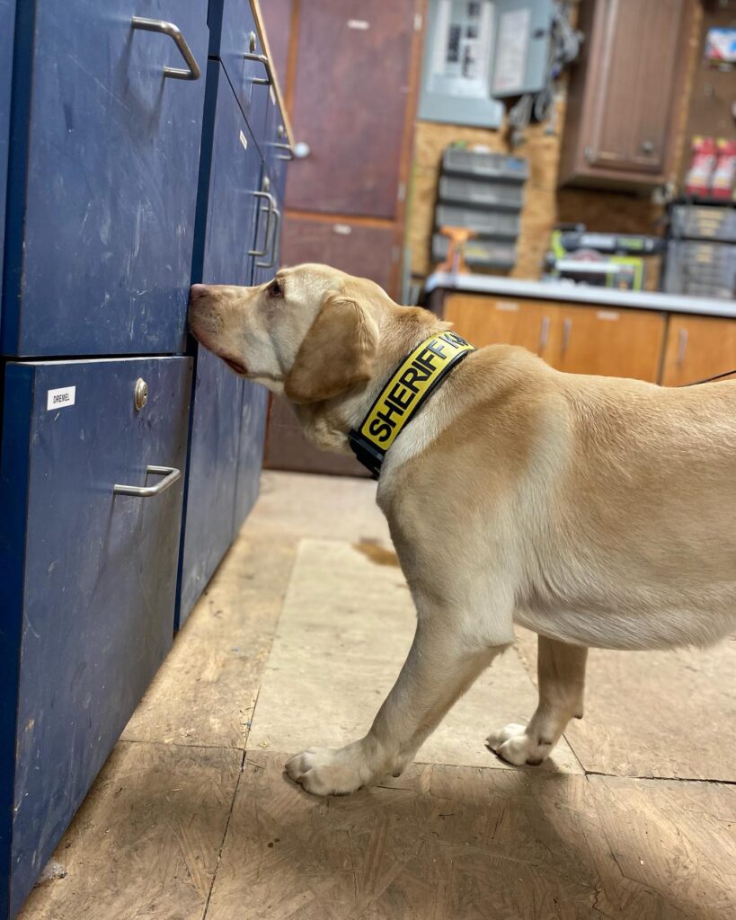 detection dog searching for narcotics