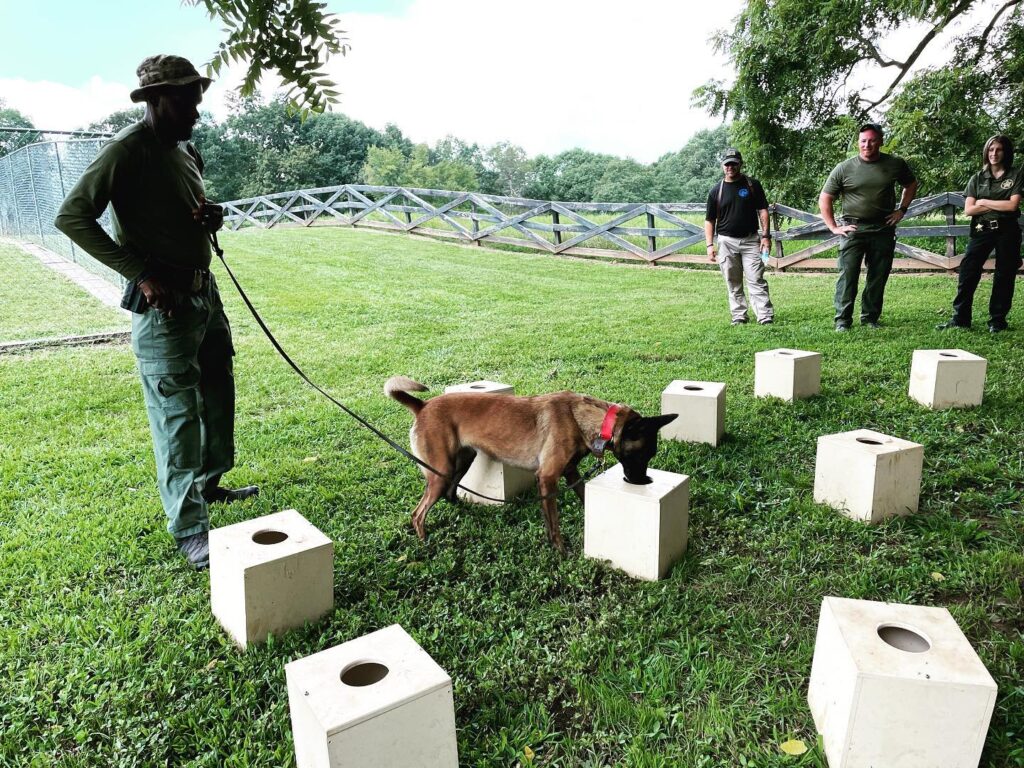 detection dog searching in boxes