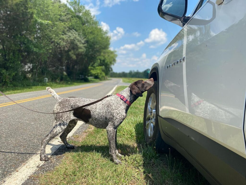 School for Dog Trainers a Professional Dog Trainer