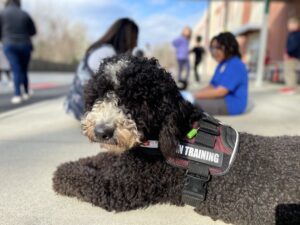 how to become a service dog trainer