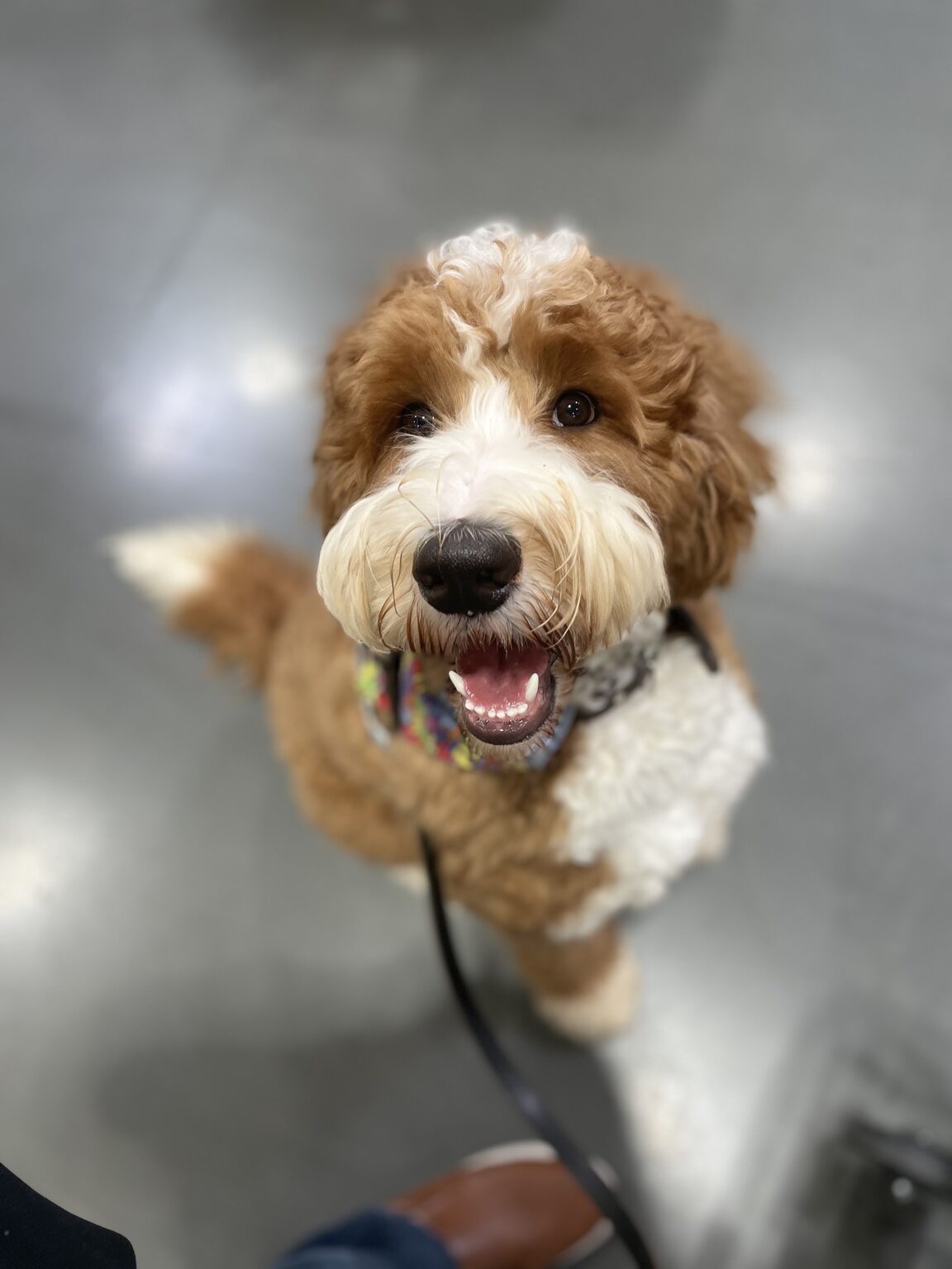 How To A Service Dog Trainer School for Dog Trainers