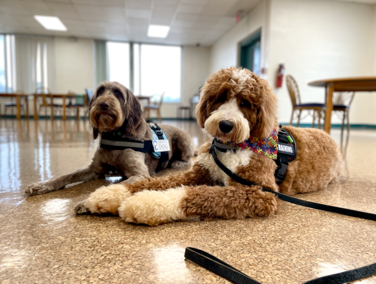 school-for-dog-trainers-become-a-professional-dog-trainer