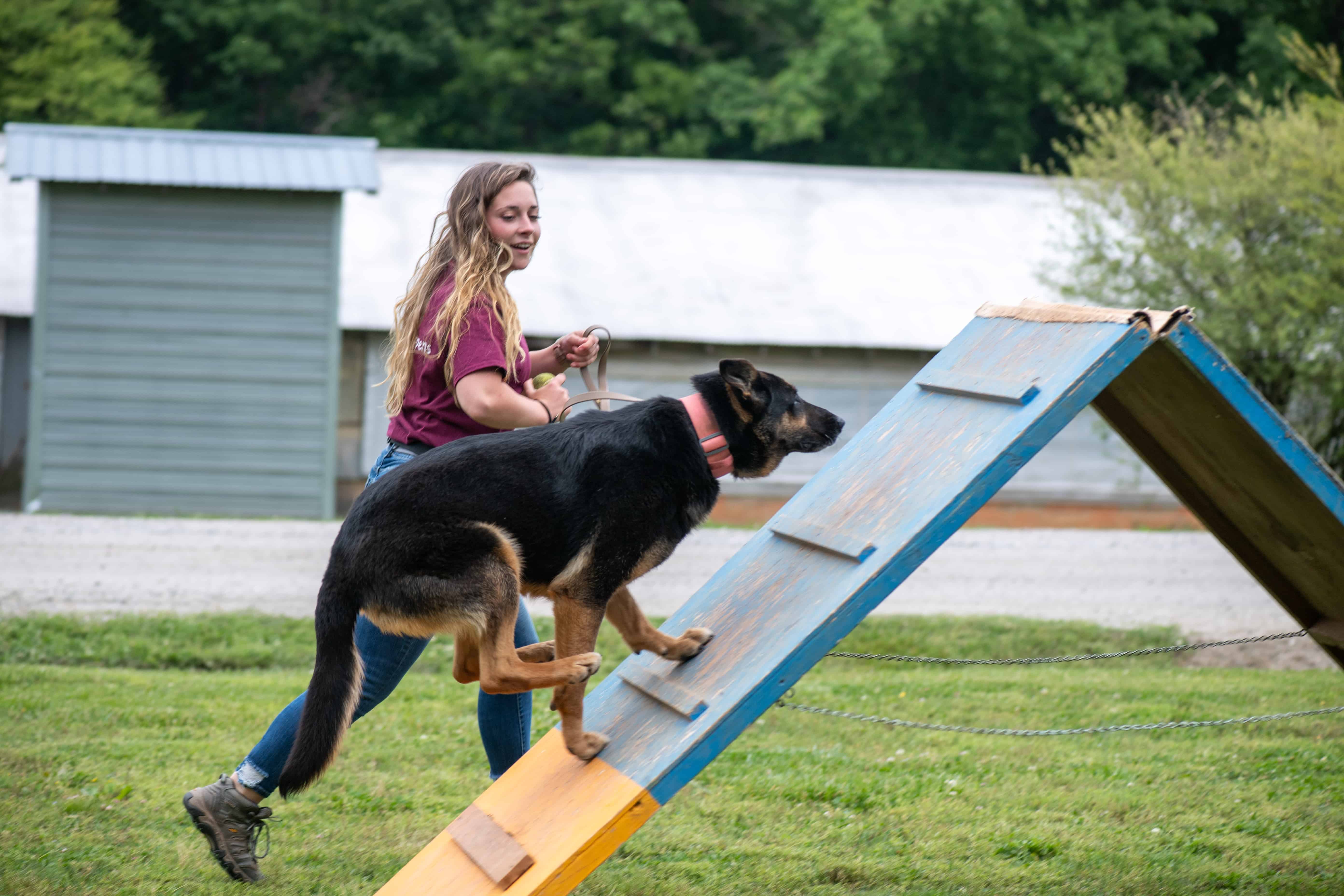 dog trainer doing agility