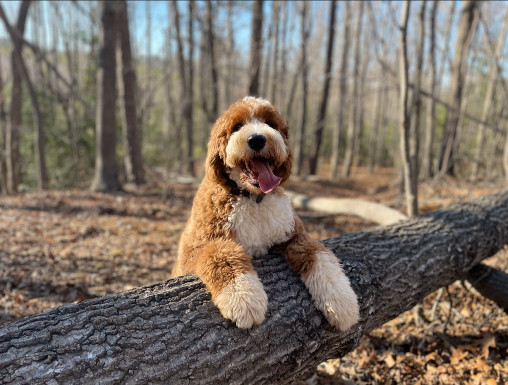 doodle leaning on tree