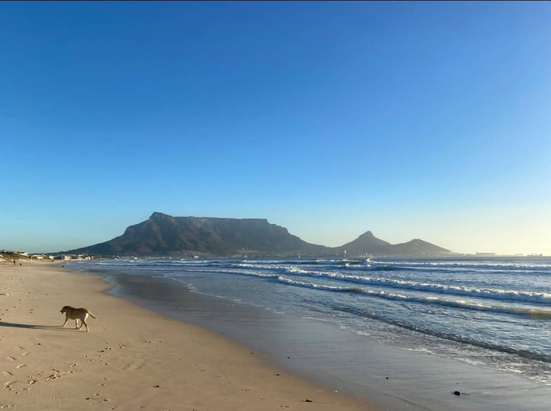 cape town south africa beach dog