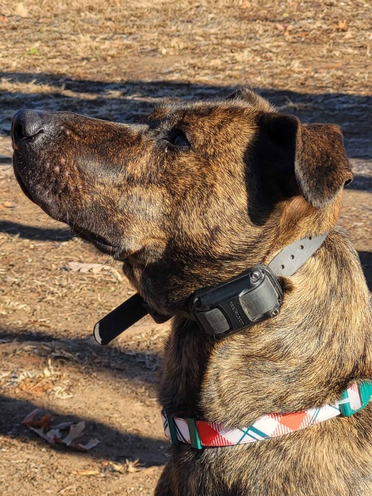 dog wearing ecollar