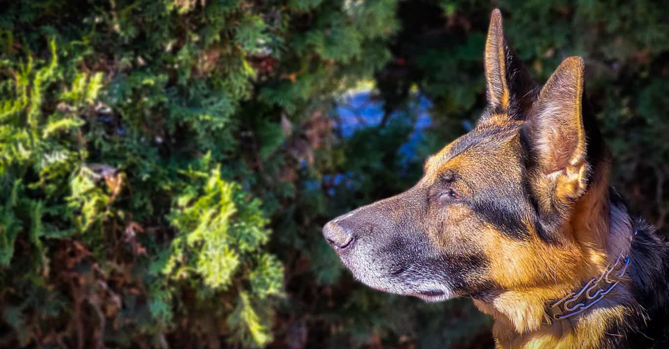 the role of training tools in dog training