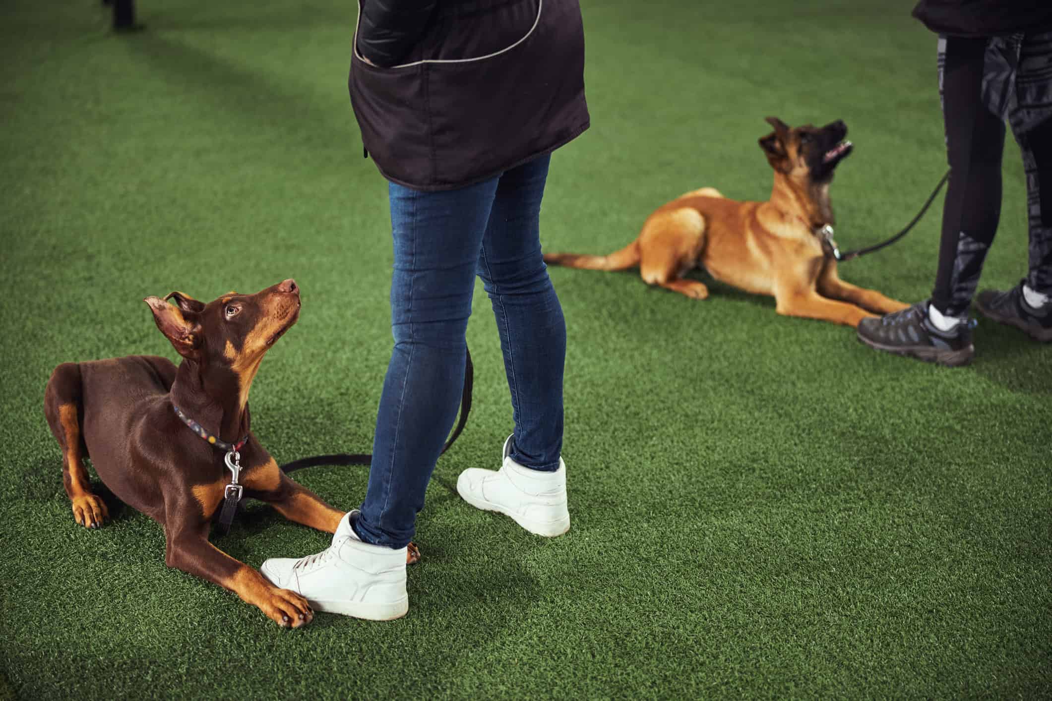 mentorship tips for dog trainers