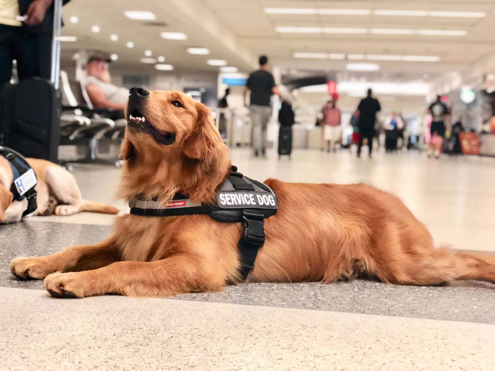 service dog at the airport