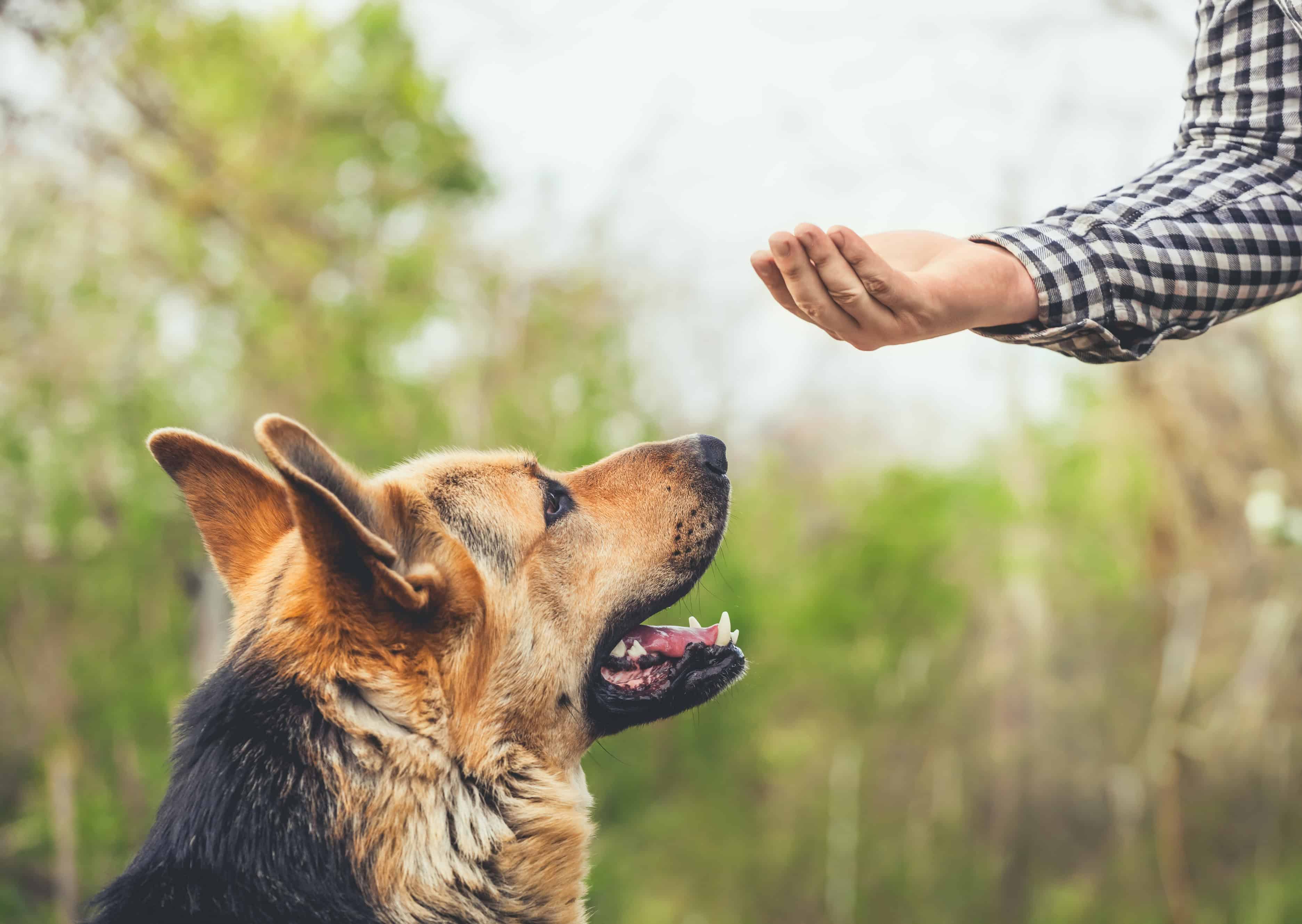 how to niche down your dog training business