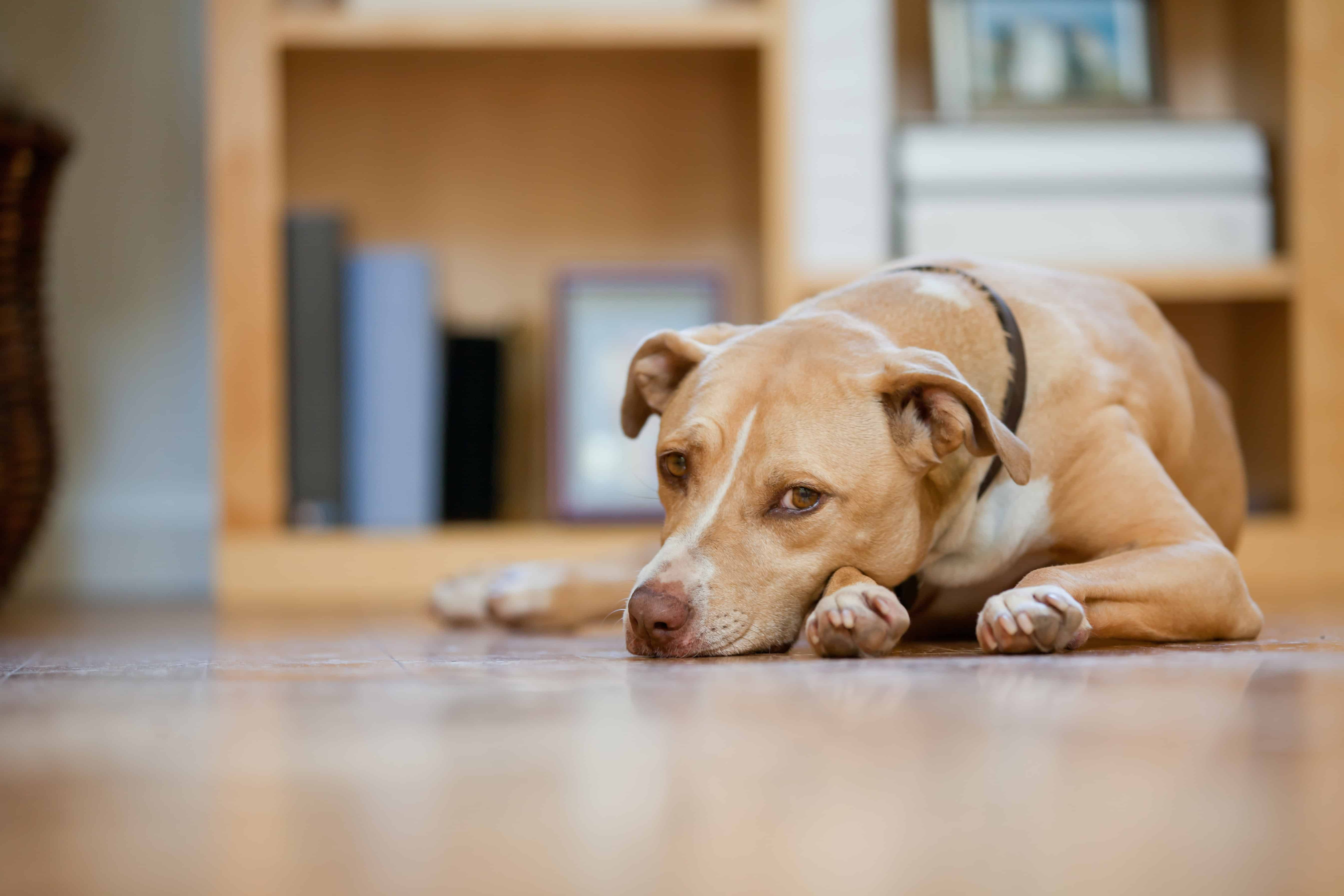 how to avoid burnout as a dog trainer