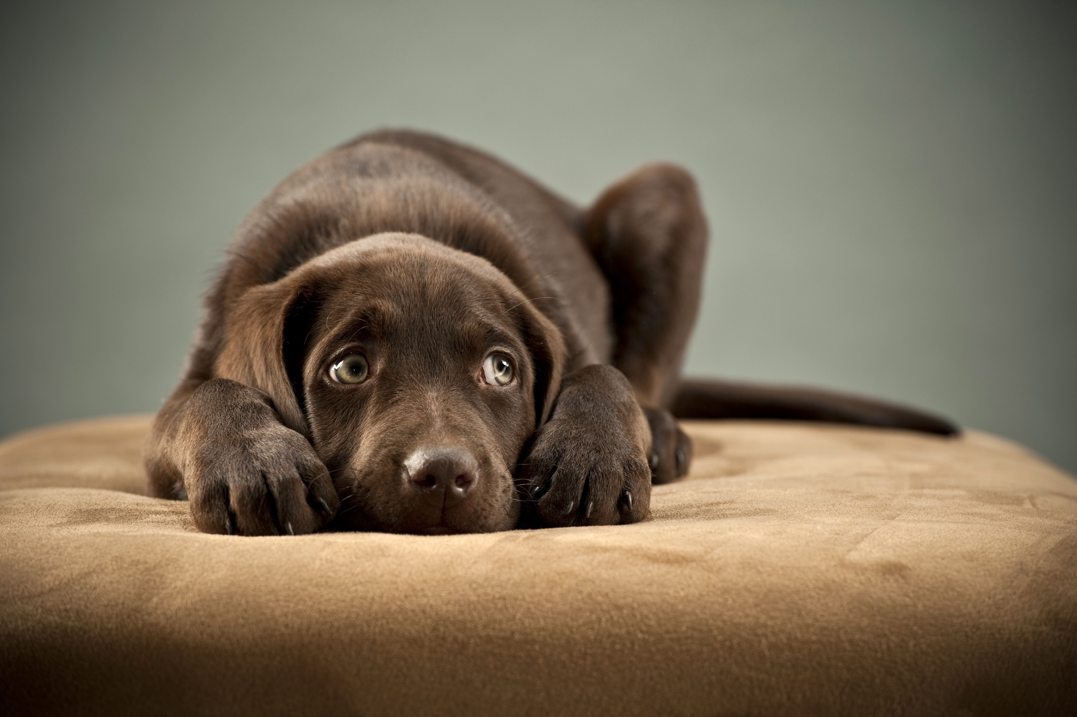 how to deal with difficult dog training clients