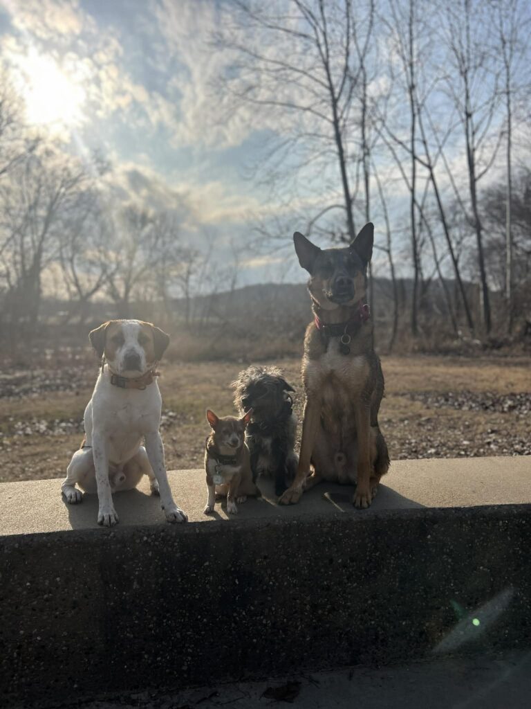 multiple dogs in sit