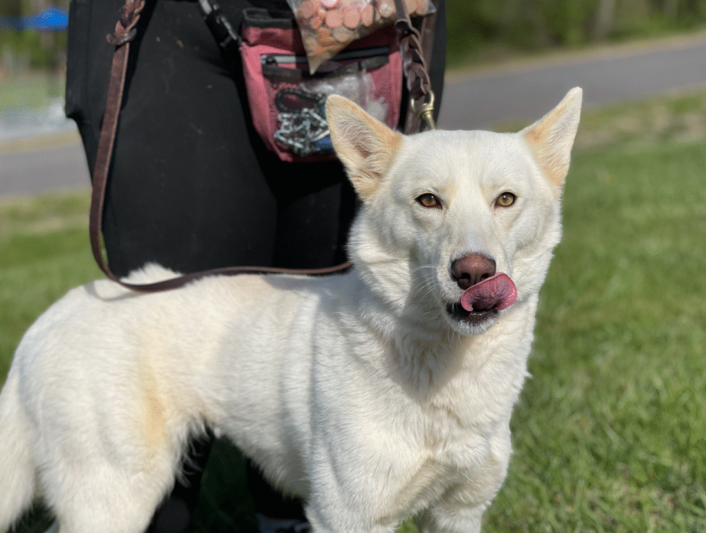 dog staring and licking lips