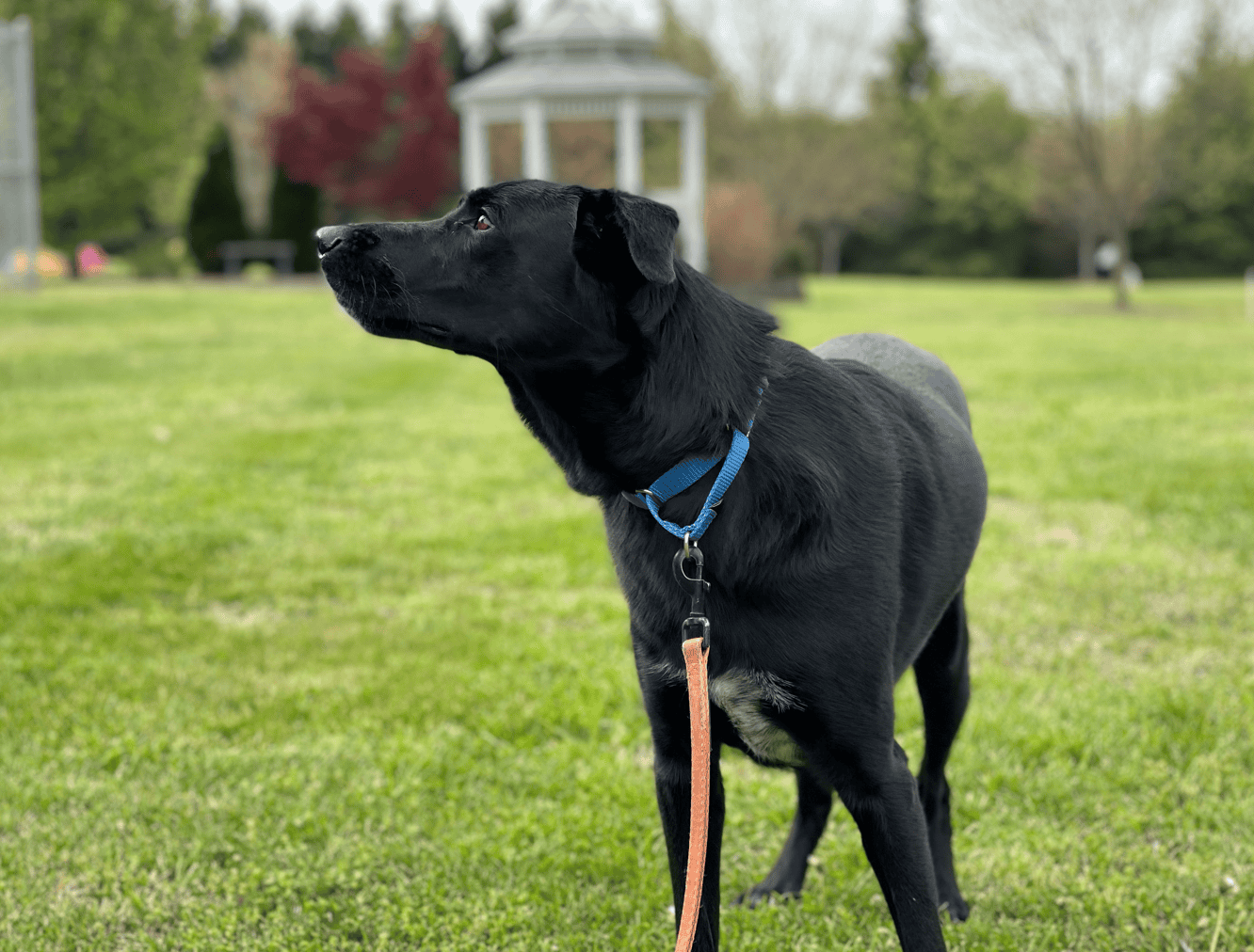 mistakes new dog trainers make